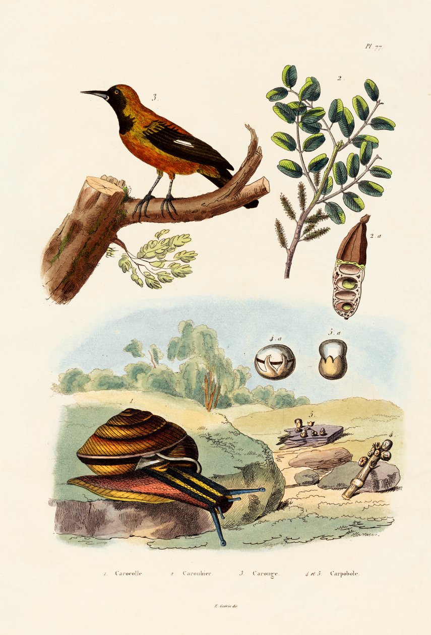 蜗牛，1833年至1939年 作者 法语学校
