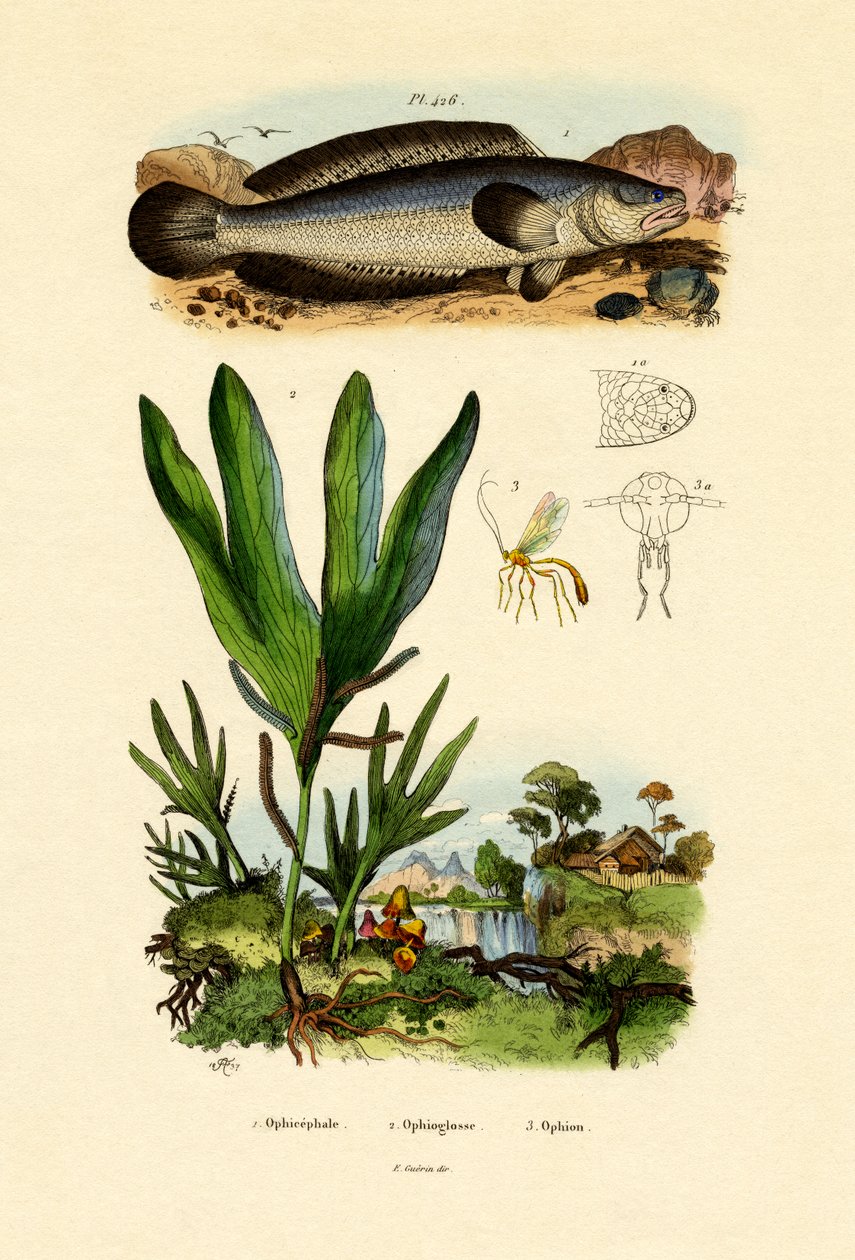 Snakehead，1833-39 作者 法语学校