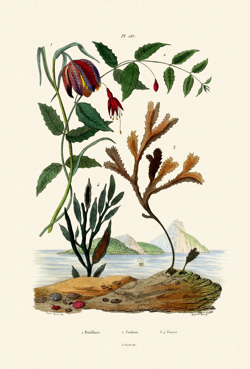 Snake Head Fritillary，1833-39 作者 法语学校