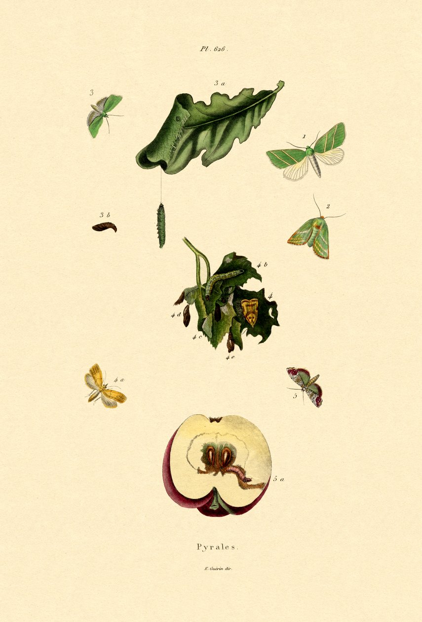 Snout Moths，1833-39 作者 法语学校