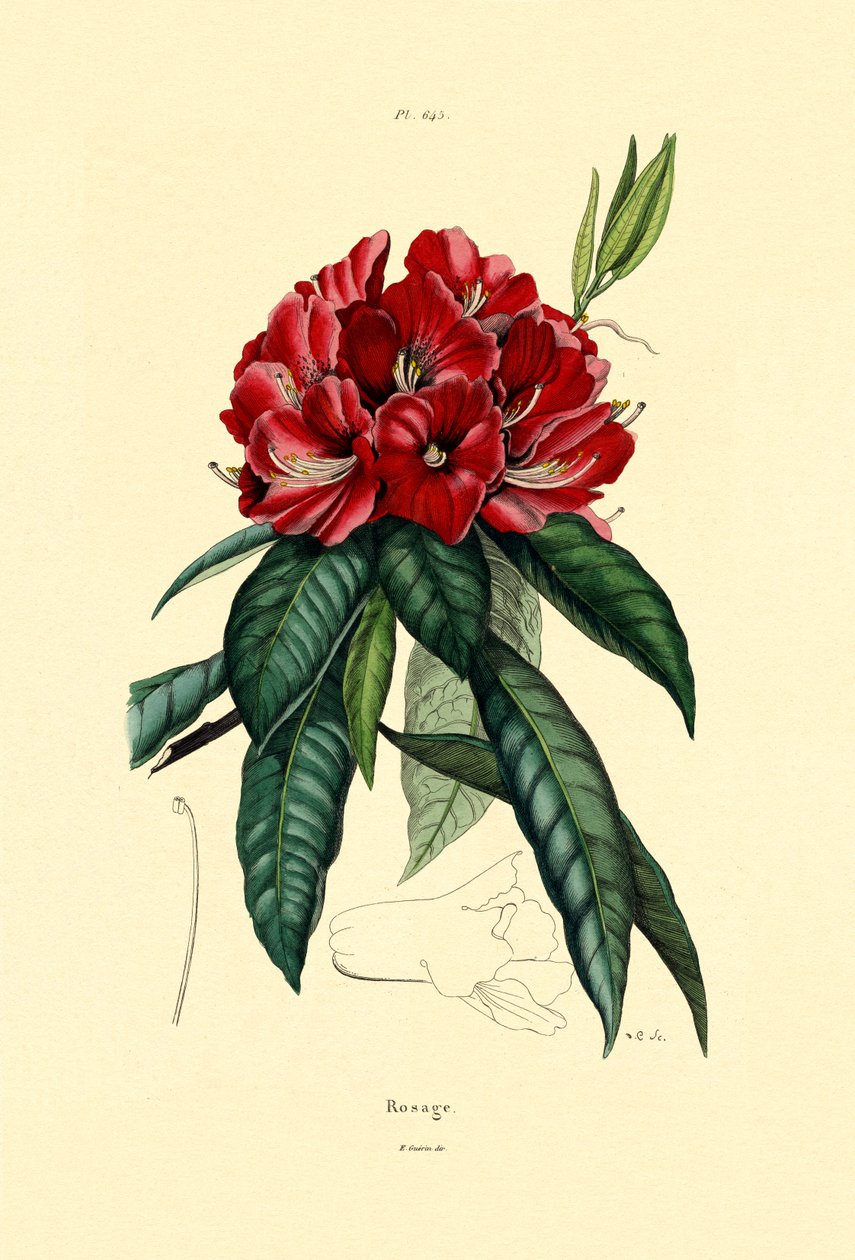 雪玫瑰，1833-39 作者 法语学校