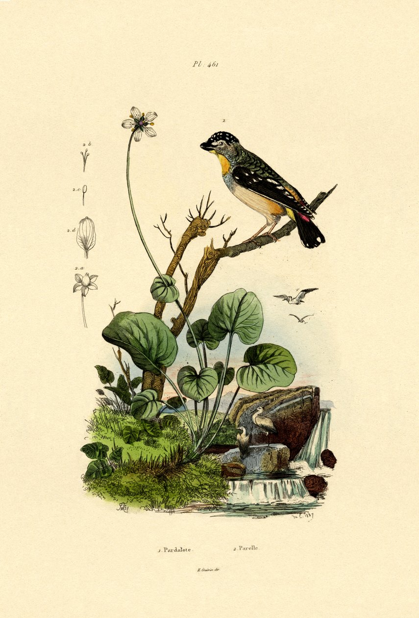 斑点Pardalote，1833-39 作者 法语学校
