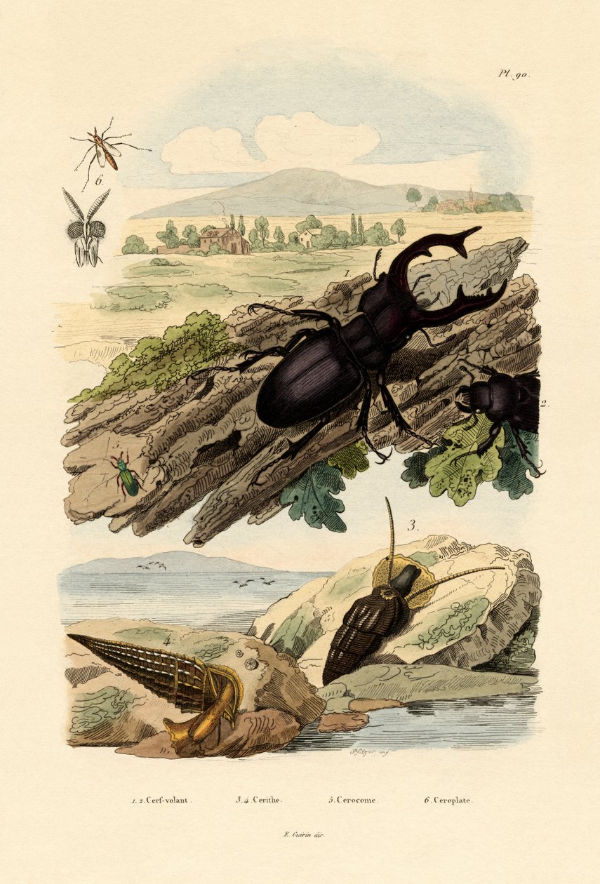 Stag Beetle，1833-39 作者 法语学校