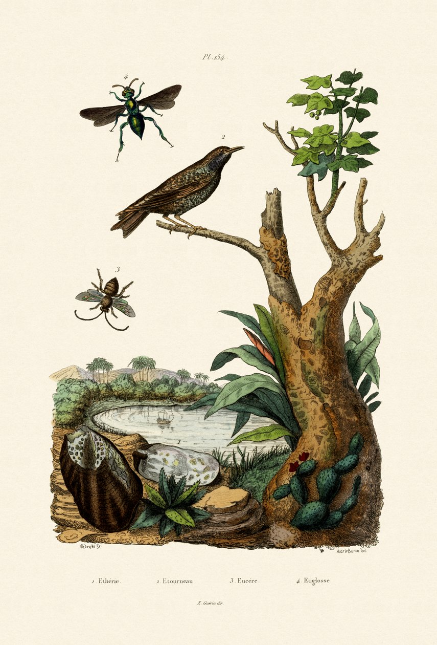 Starling，1833-39 作者 法语学校