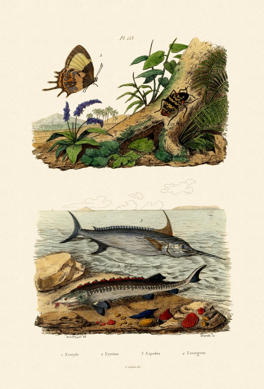 鲟鱼，1833-39 作者 法语学校