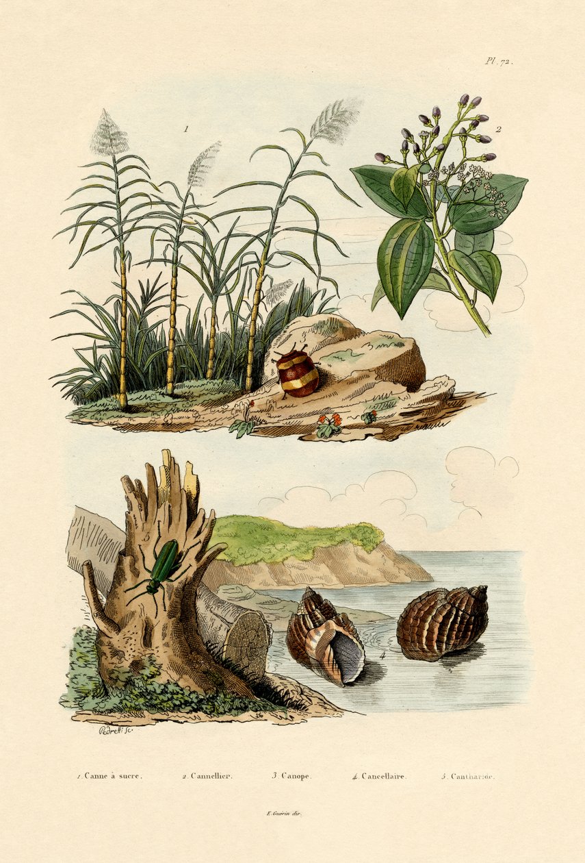 甘蔗，1833-39 作者 法语学校