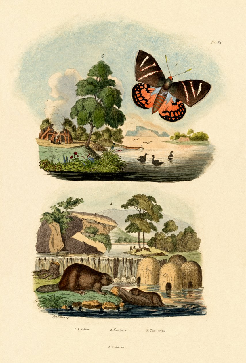 太阳蛾，1833-39 作者 法语学校