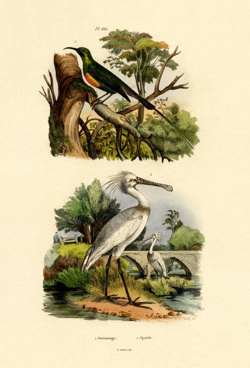 太阳鸟，1833-39 作者 法语学校