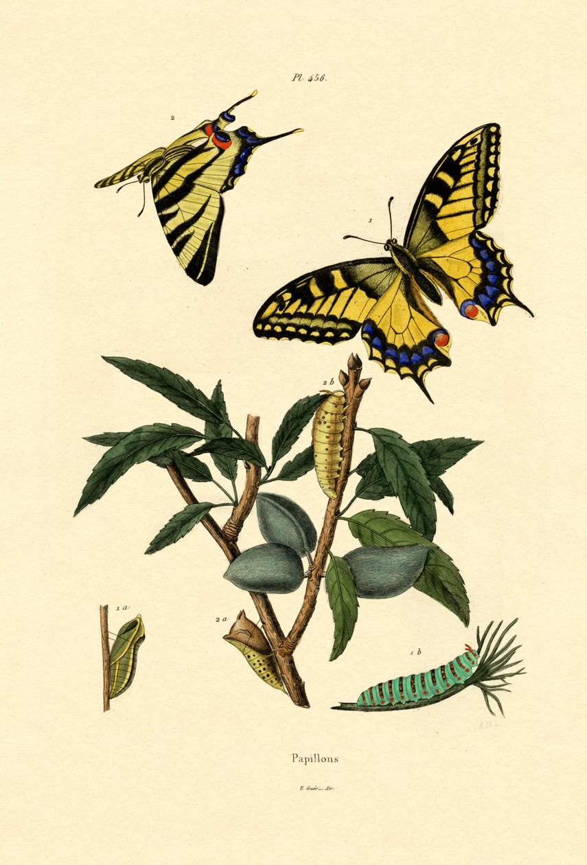 Swallowtail，1833-39 作者 法语学校