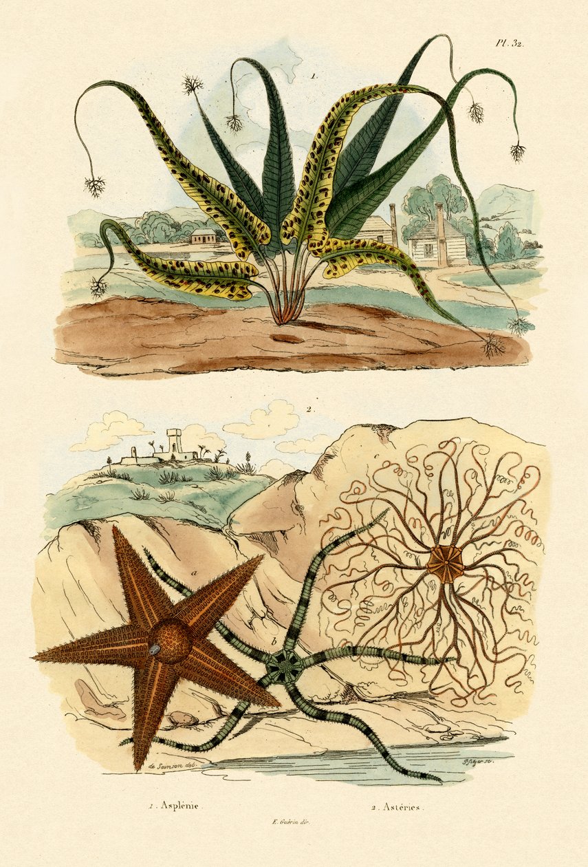 甜蕨，1833-39 作者 法语学校