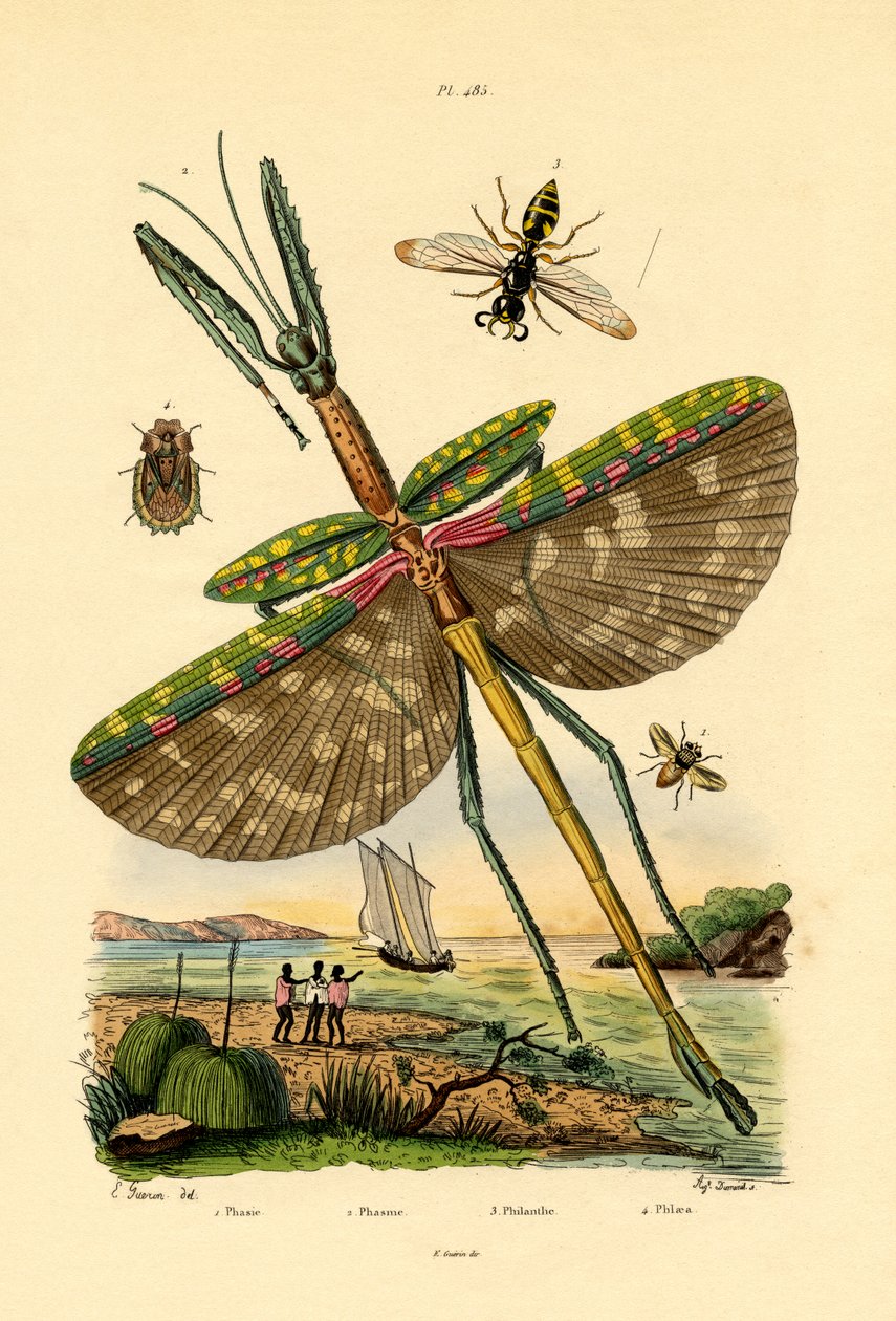 Tachinid Fly，1833-39 作者 法语学校