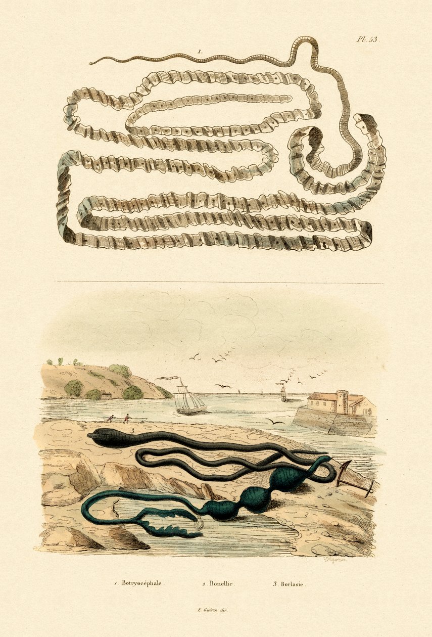 绦虫，1833-39 作者 法语学校