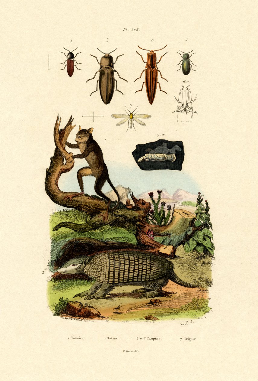 眼镜猴，1833-39 作者 法语学校