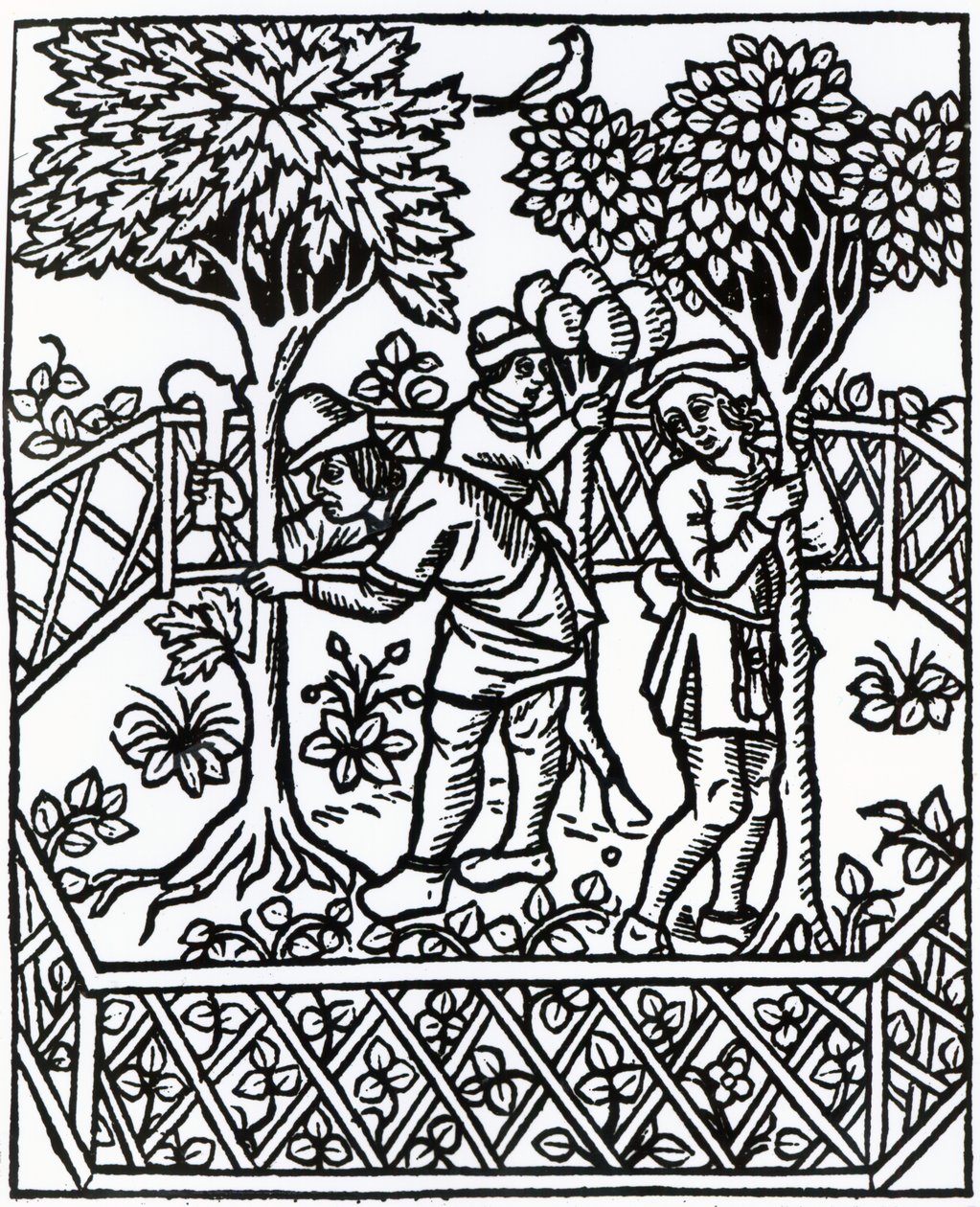 由Petrus de Crescentiis在&39;Livre des prouffits champetres&39;抚育葡萄藤，版本于1529年出版 作者 法语学校