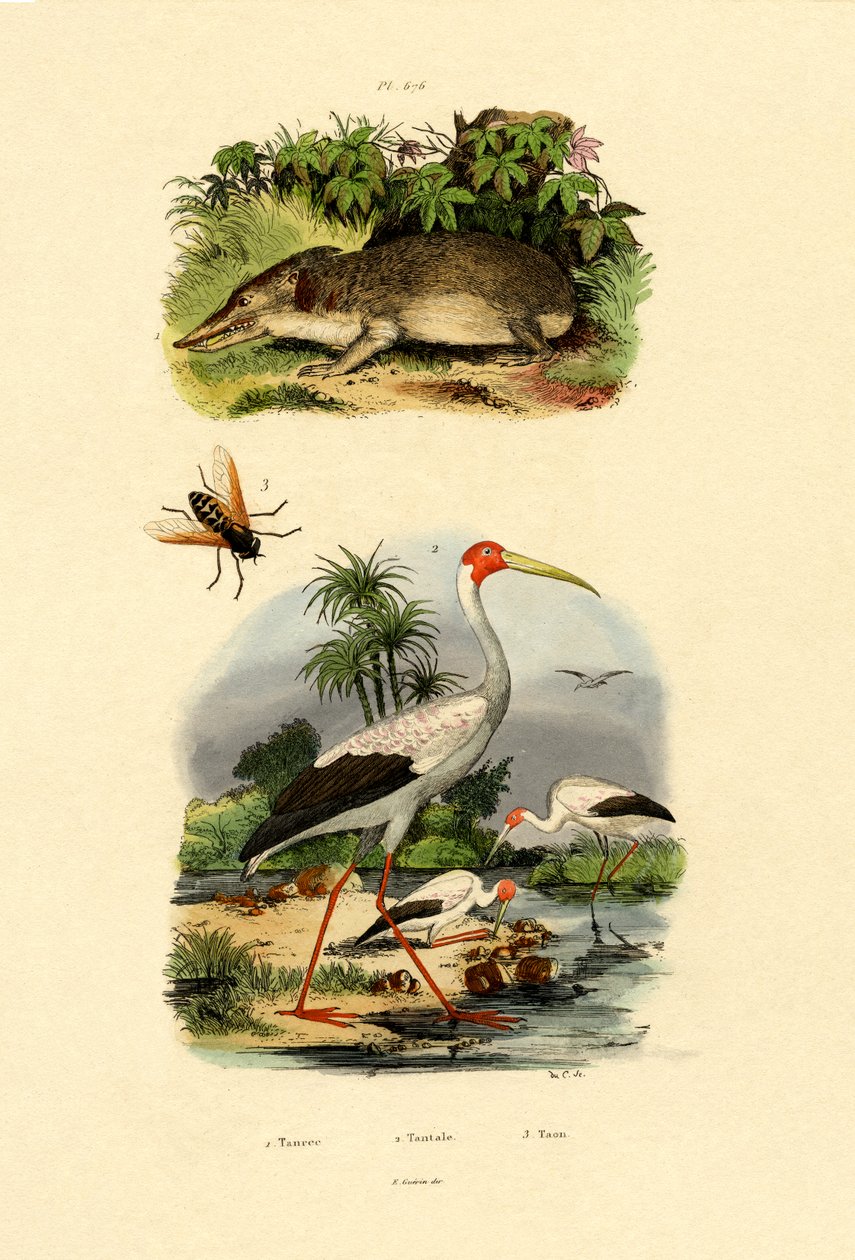 Tenrec，1833-39 作者 法语学校