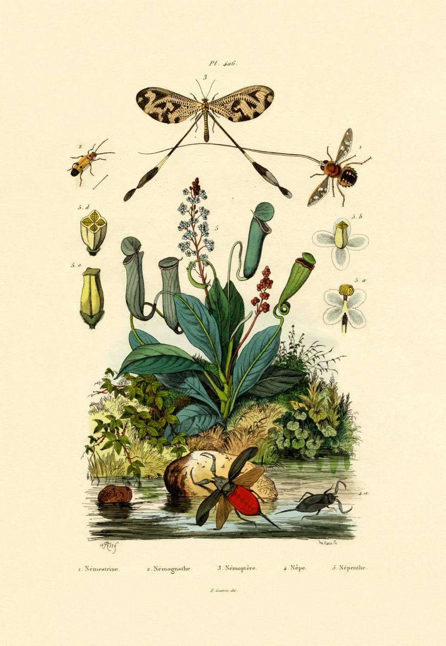 螺纹翼的Antlion，1833-39 作者 法语学校