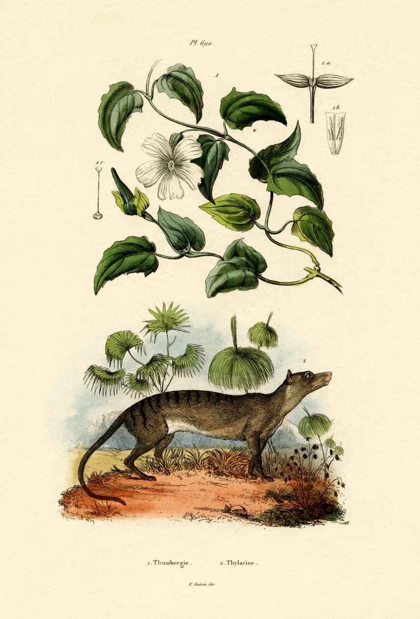 Thunbergia，1833-39 作者 法语学校