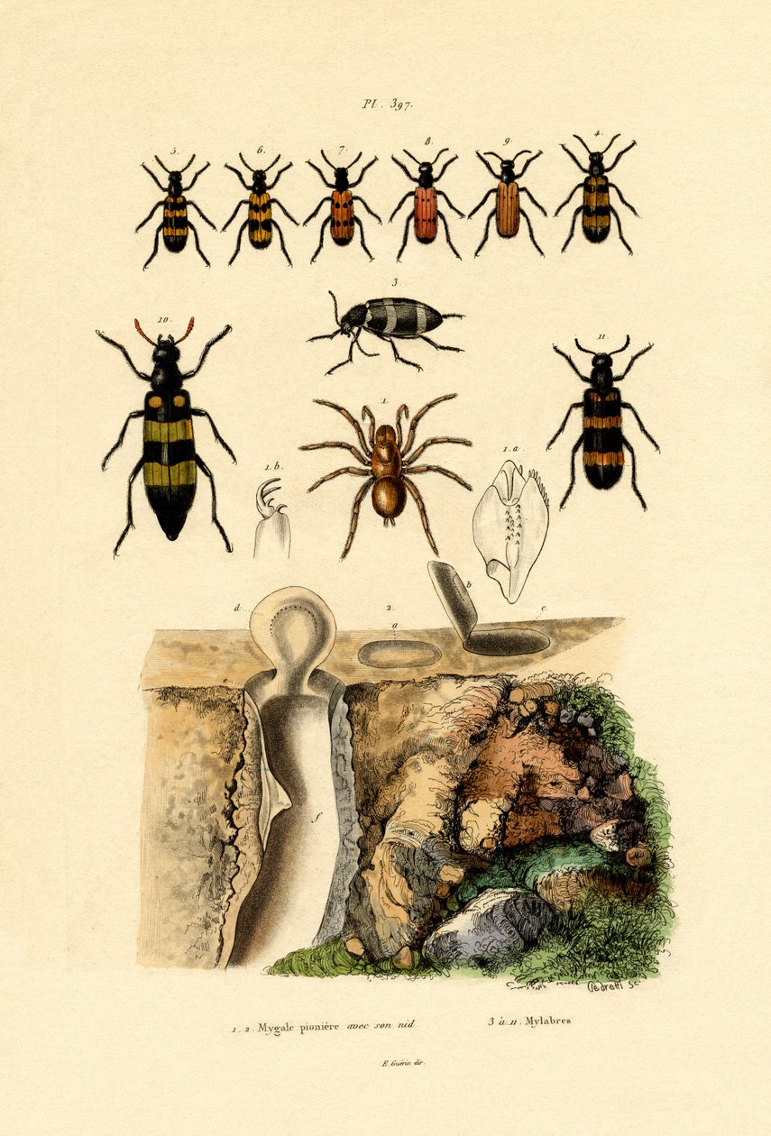 Trapdoor Spider，1833-39 作者 法语学校