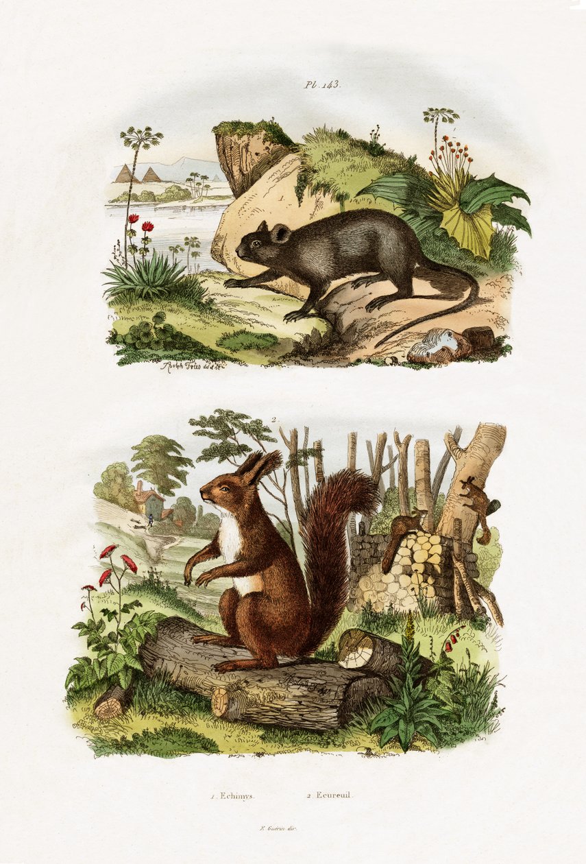 树鼠，1833-39 作者 法语学校
