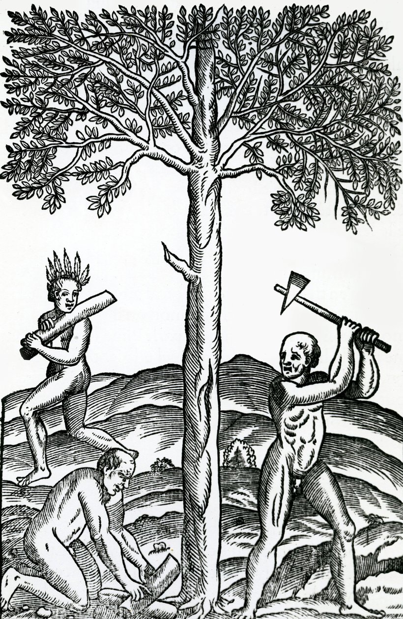 树切割，从法国Antarctique奇点的插图，由安德烈德维特，1558年 作者 法语学校