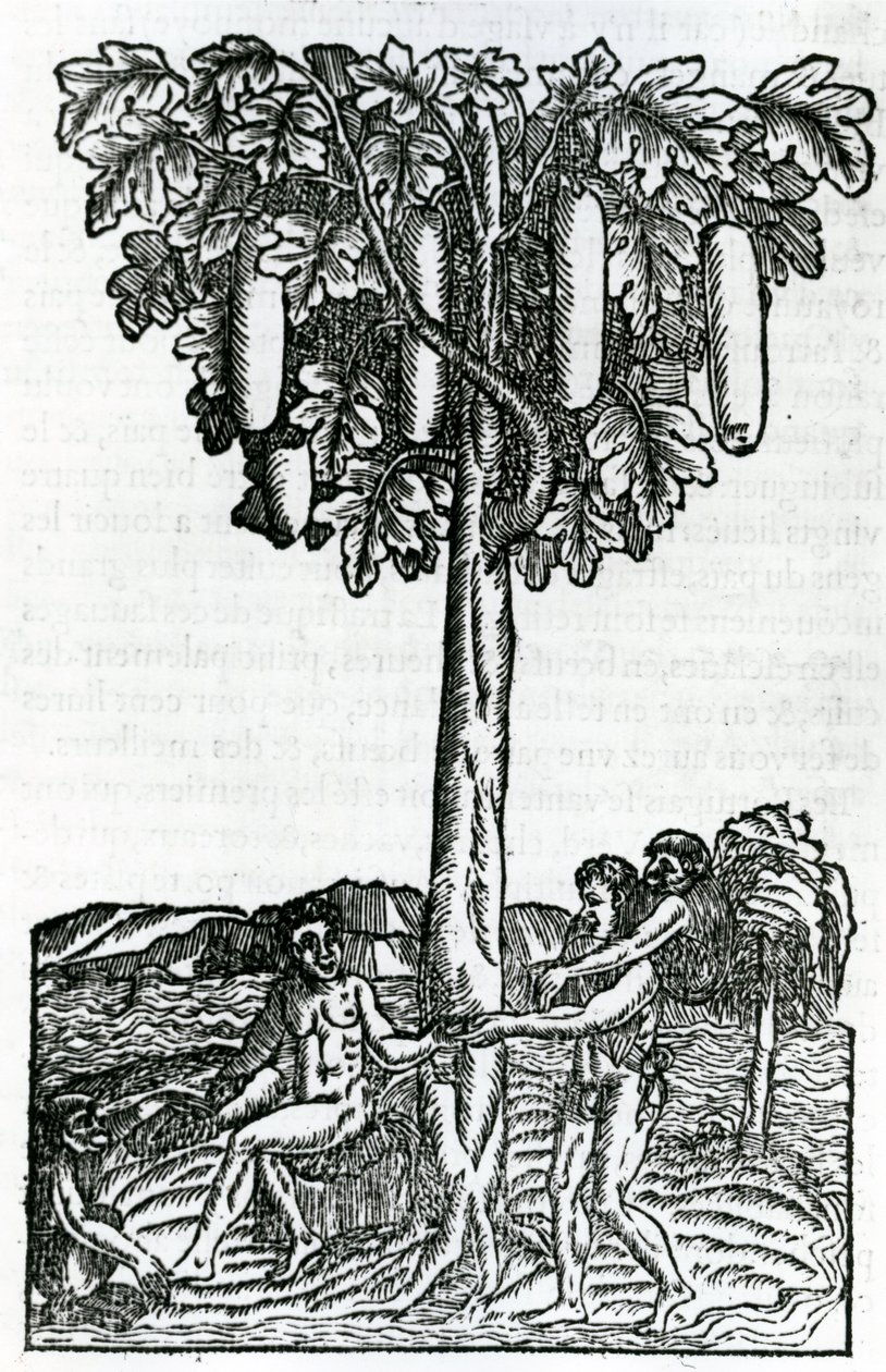 树收获，从法国Antarctique的奇点的例证，由安德烈de Thevet，1558 作者 法语学校