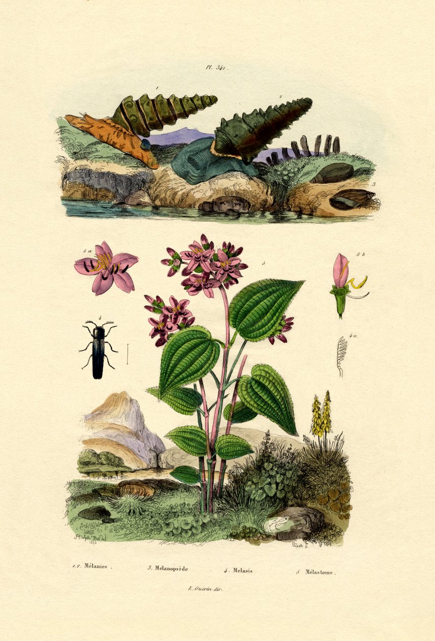 小号蜗牛，1833-39 作者 法语学校