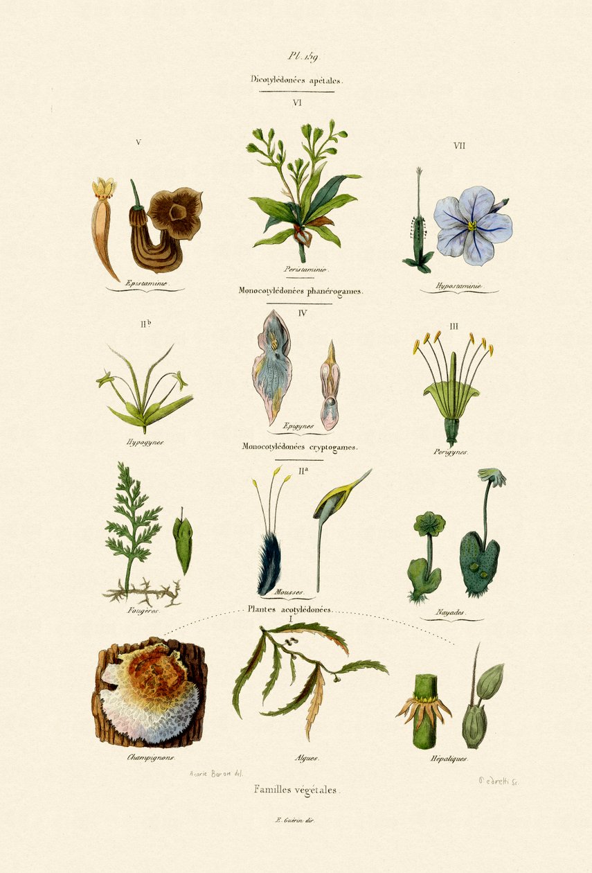 植物家族，1833-39 作者 法语学校