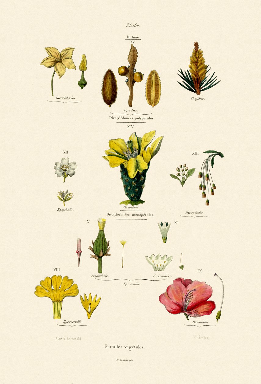 植物家族，1833-39 作者 法语学校