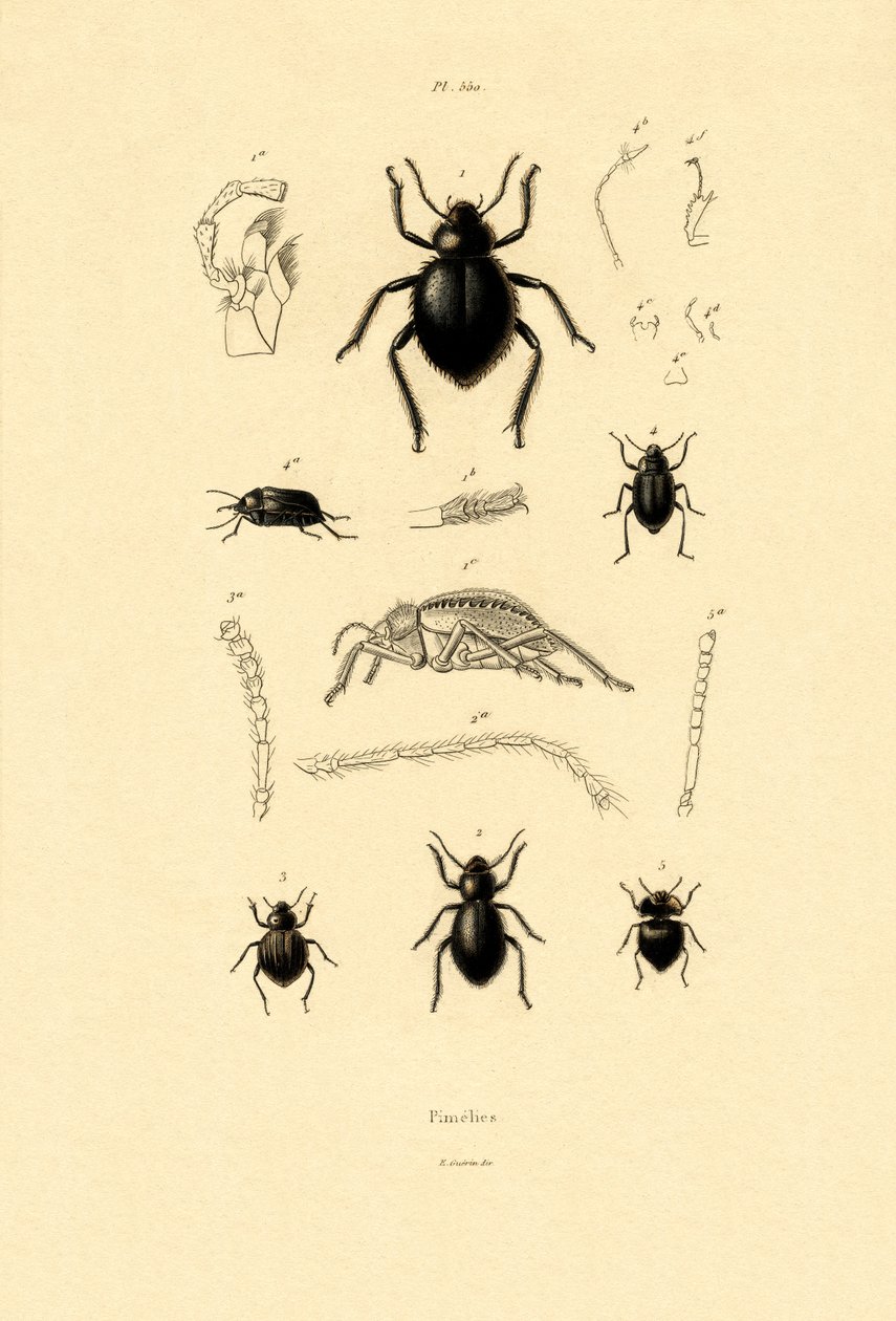 天鹅绒树皮甲虫，1833-39 作者 法语学校
