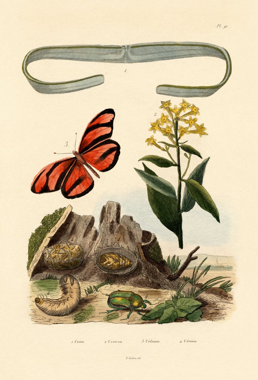Venuss Girdle，1833-39 作者 法语学校
