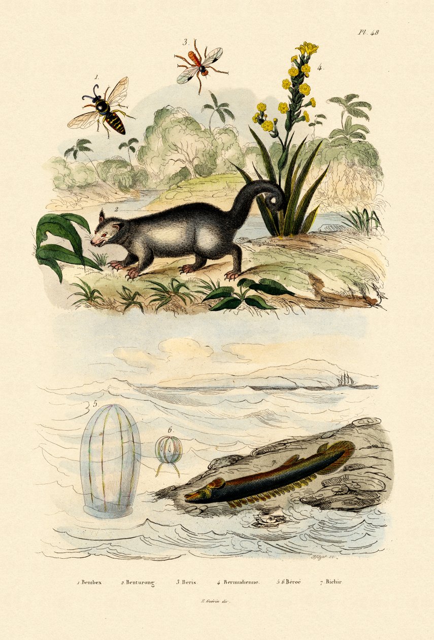 黄蜂，1833-39 作者 法语学校