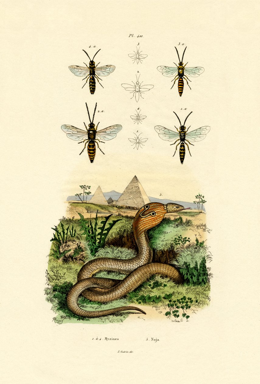 黄蜂，1833年至1939年 作者 法语学校