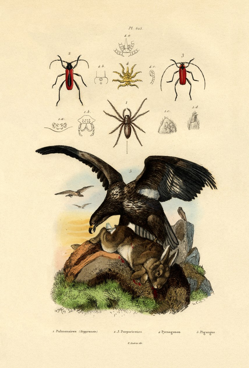 水蜘蛛，1833-39 作者 法语学校