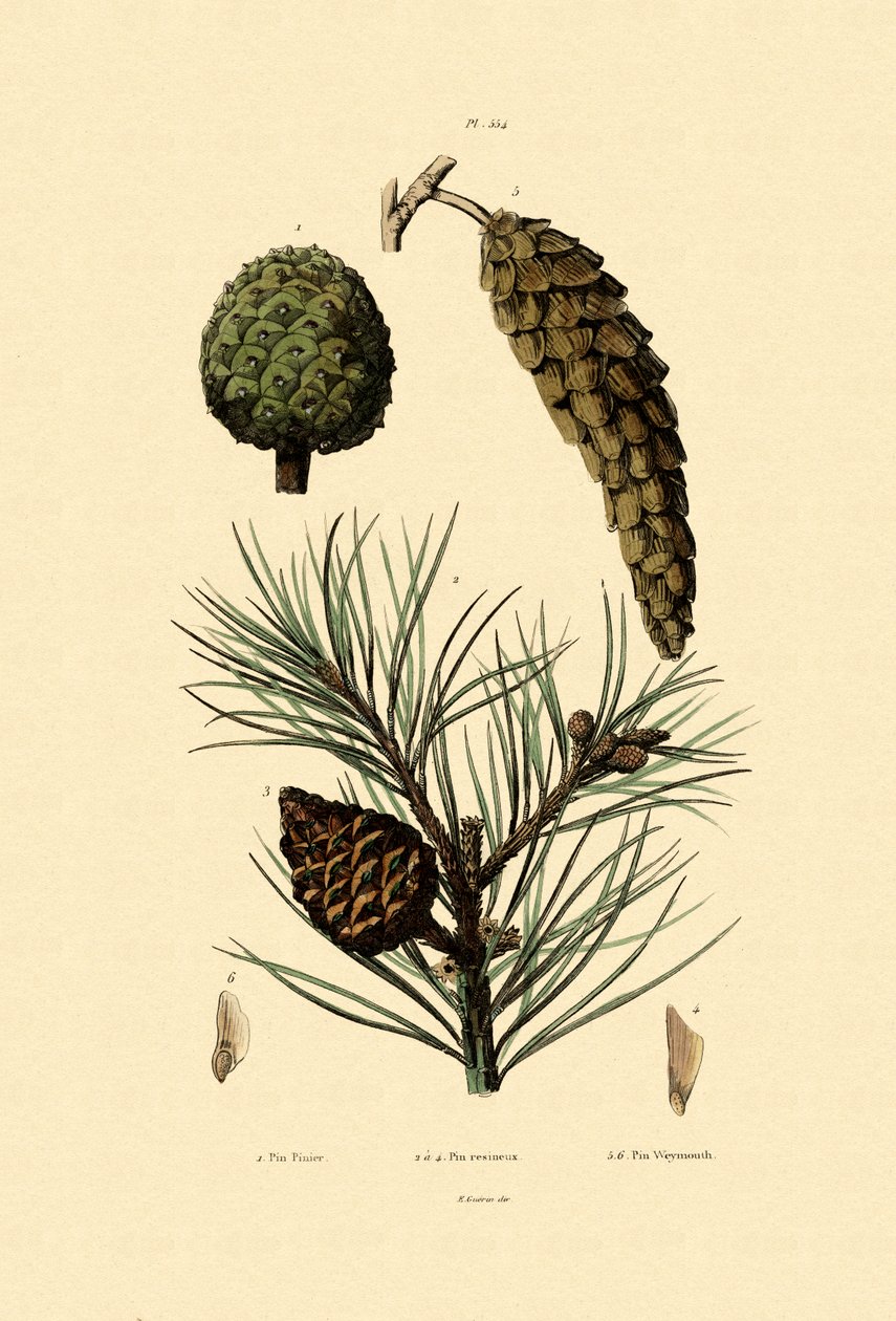 Weymouth Pine，1833-39 作者 法语学校