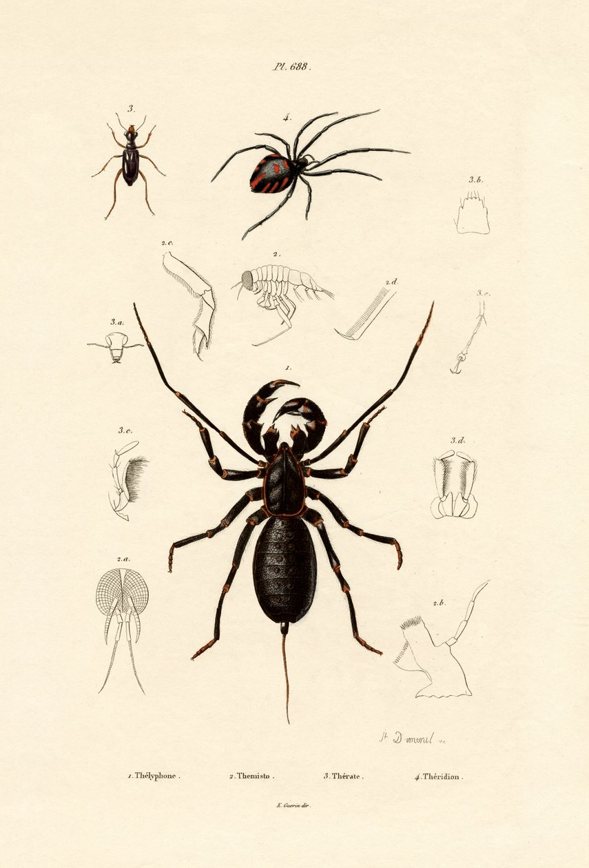 鞭蝎，1833-39 作者 法语学校