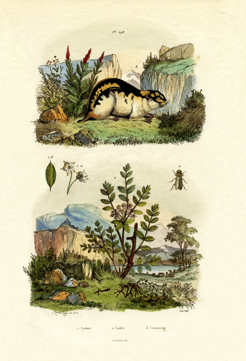 野生迷迭香，1833-39 作者 法语学校
