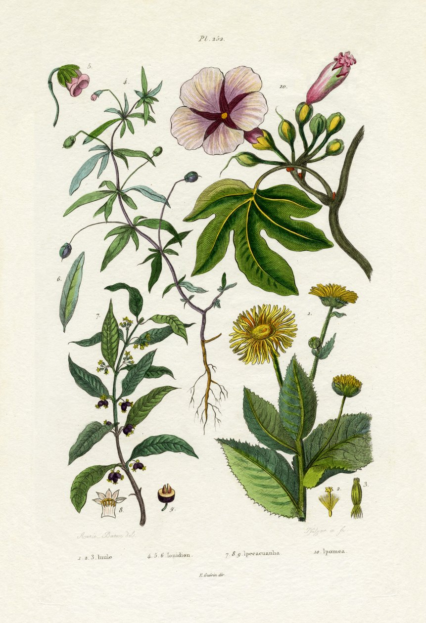 野生向日葵，1833-39 作者 法语学校