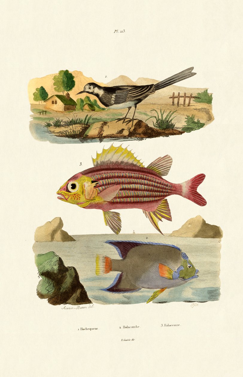 Willy Wagtail，1833-39 作者 法语学校