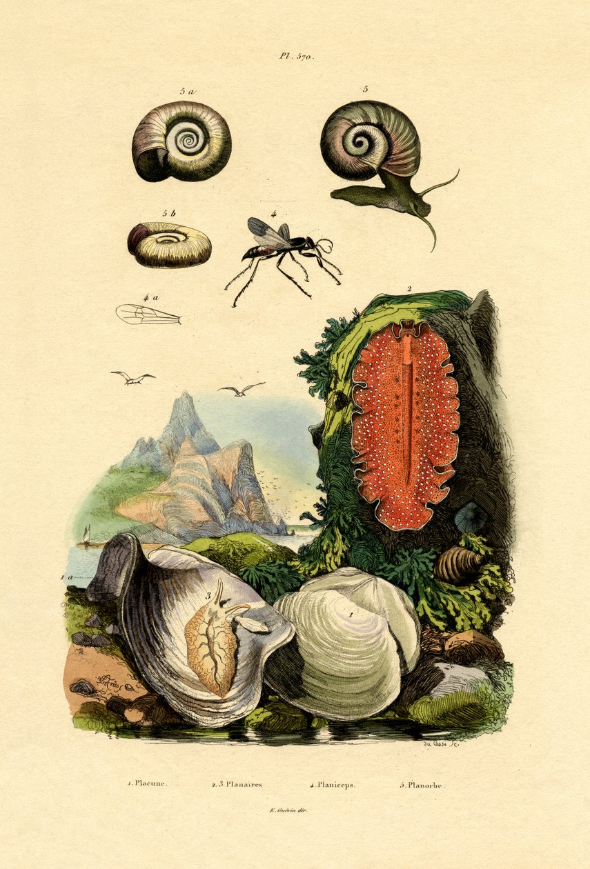 Window Pane Shell，1833-39 作者 法语学校