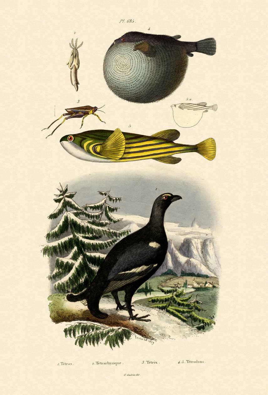 Wood Grouse，1833-39 作者 法语学校