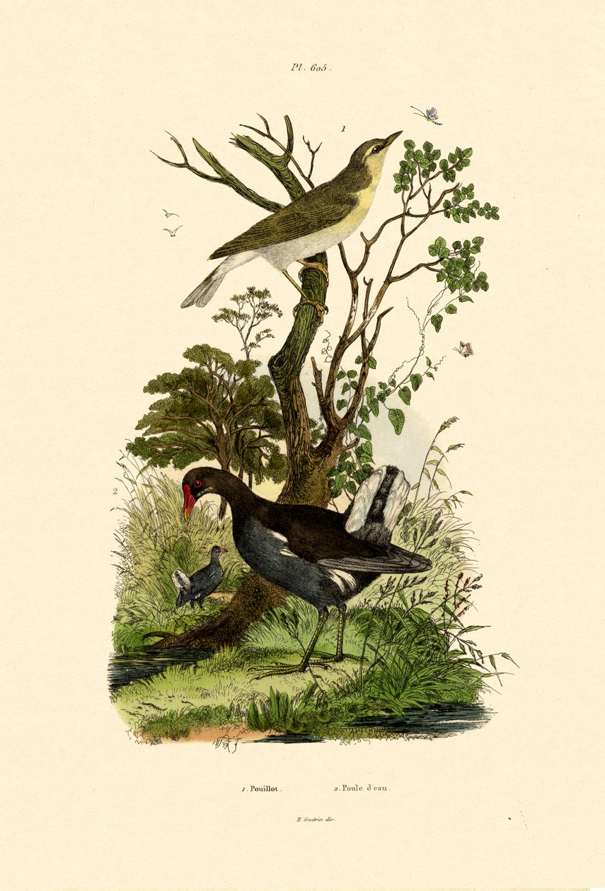 Wood Warbler，1833-39 作者 法语学校