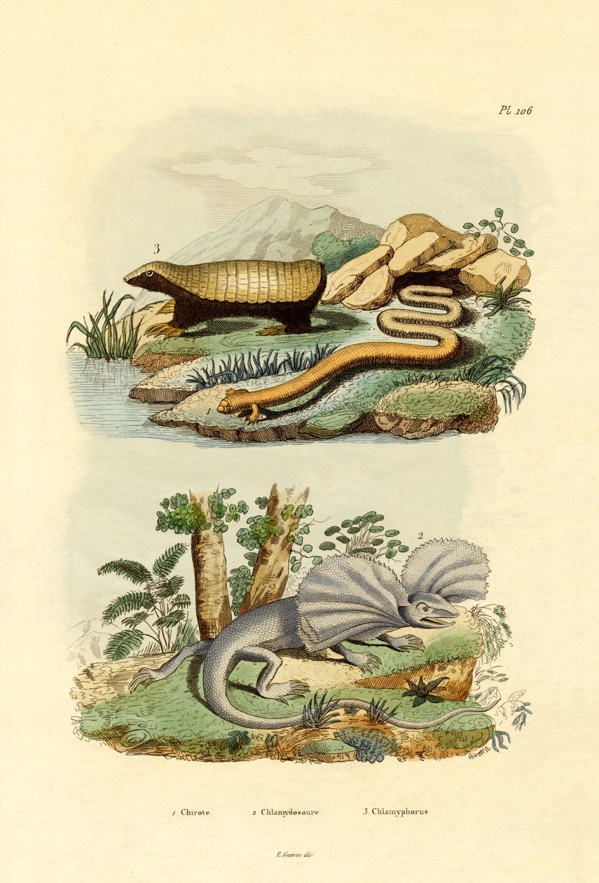蠕虫蜥蜴，1833年至1939年 作者 法语学校