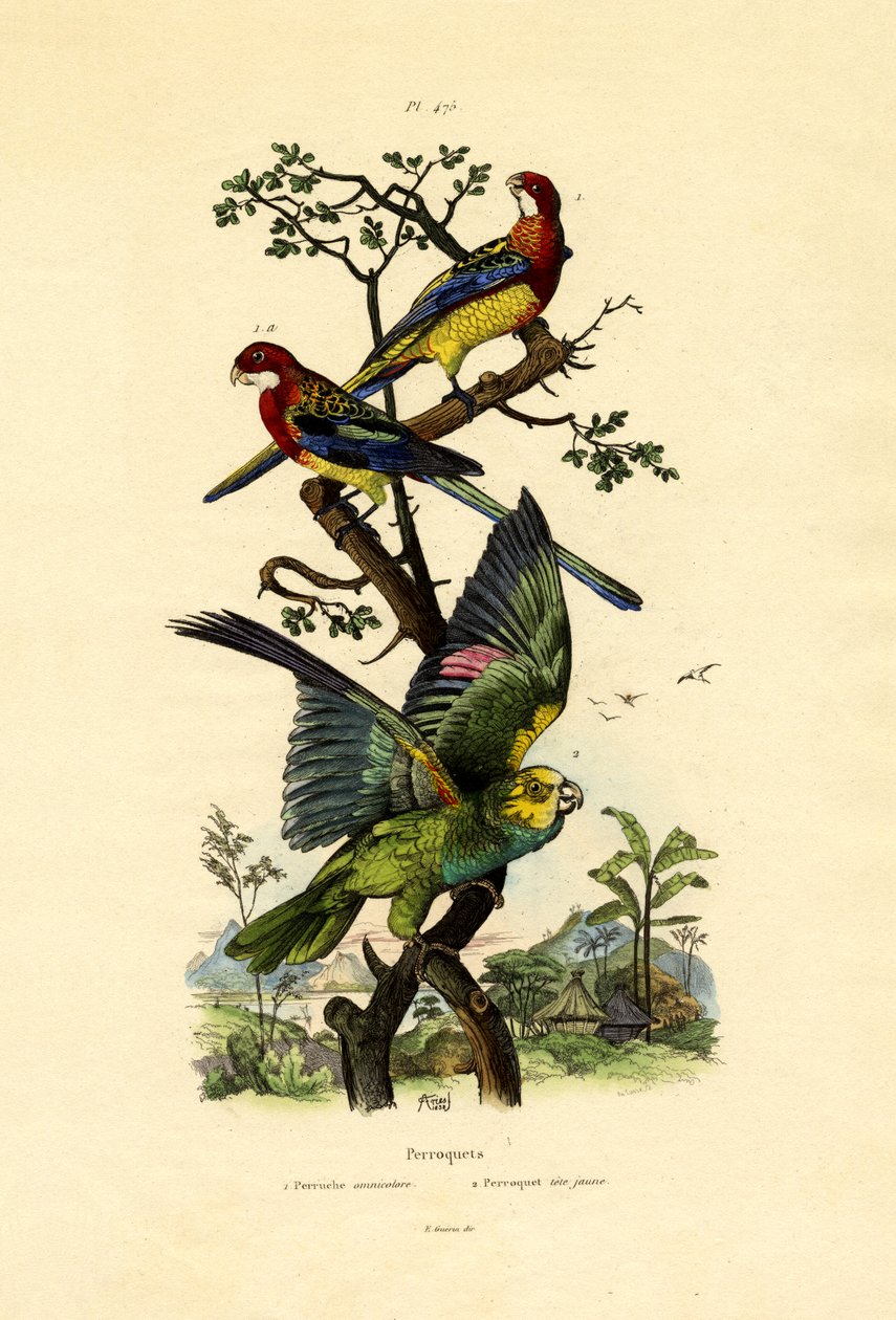 黄头鹦鹉，1833-39 作者 法语学校