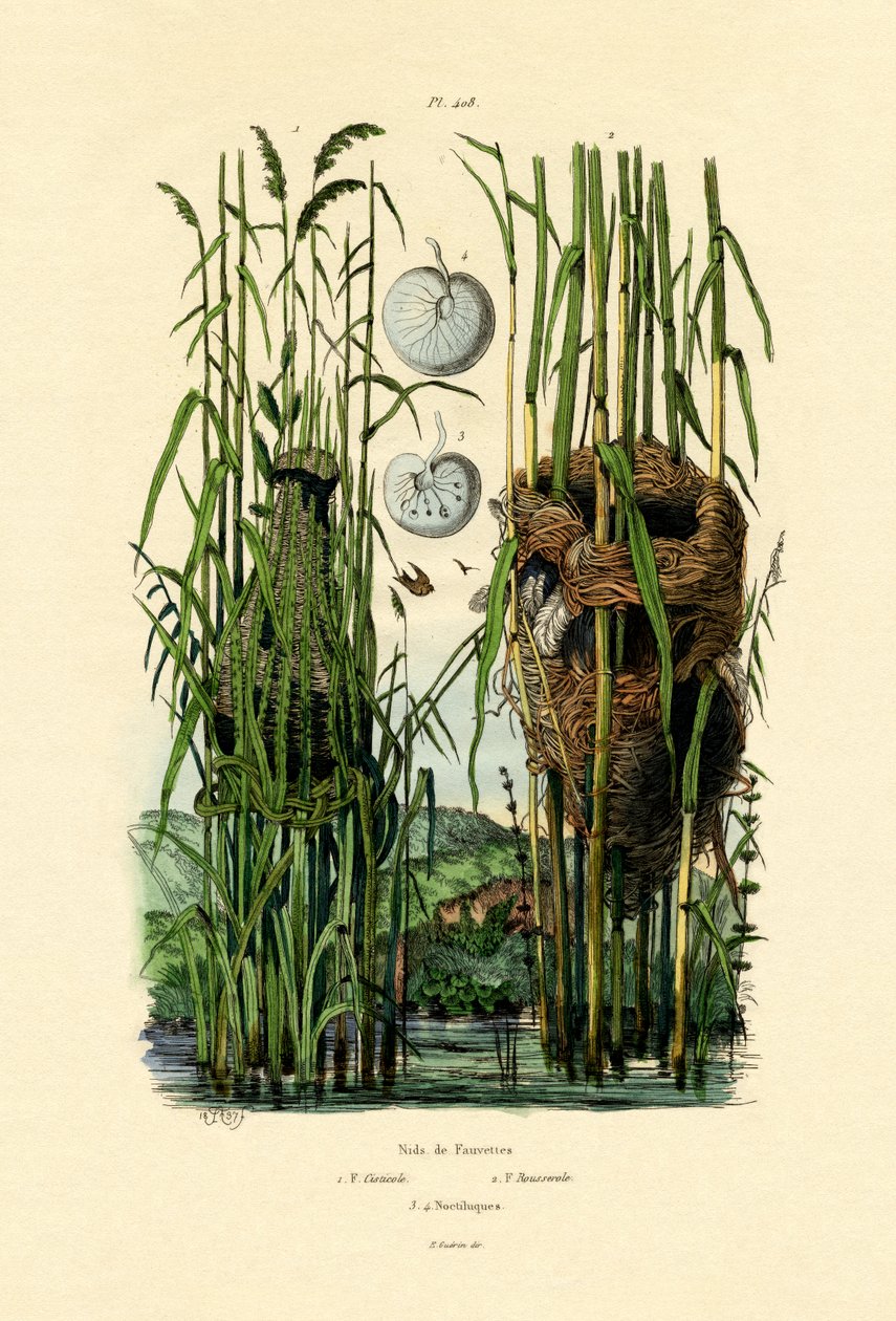 Cisticola会议，1833年至1939年 作者 法语学校