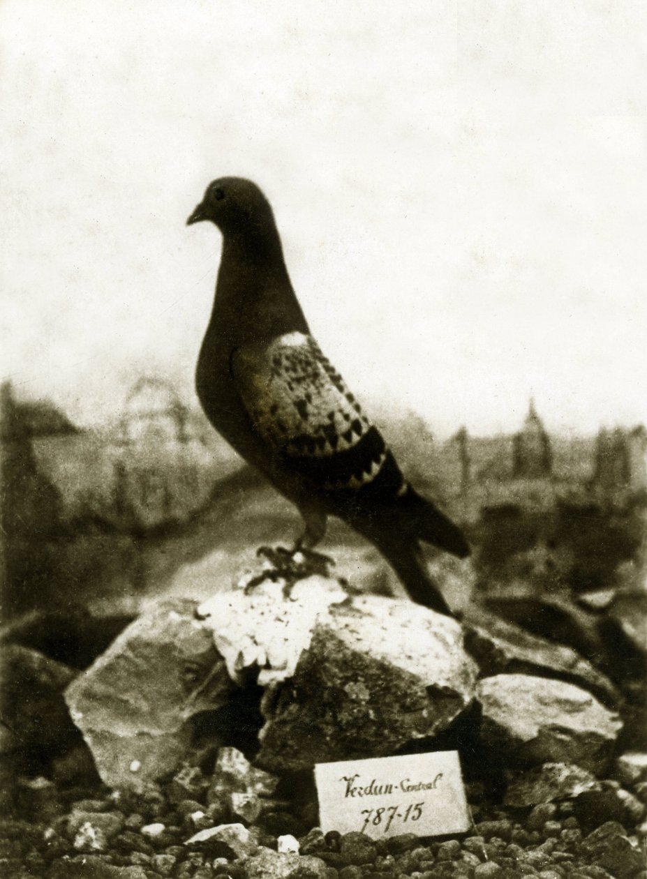 第一次世界大战期间的动物1914-1918年：著名的Vaillant Vaillant鸽子 作者 法国摄影师