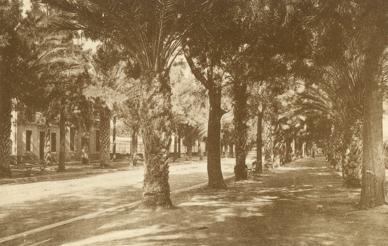 海尔，Avenue de la Gare，Allee de Palmiers（黑白照片） 作者 法国摄影师