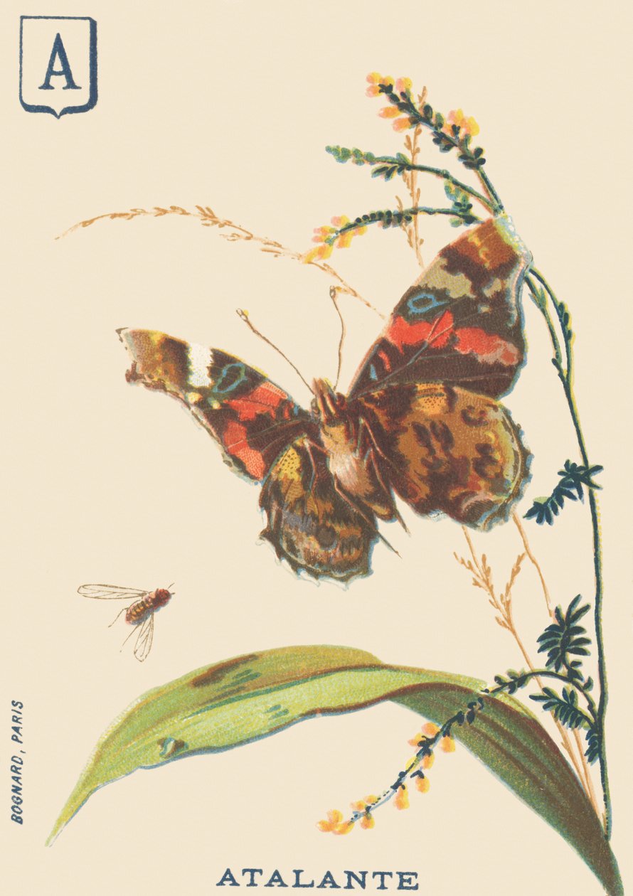 A: Atalante (Vanessa atalanta or Vulcan) 作者 法语学校