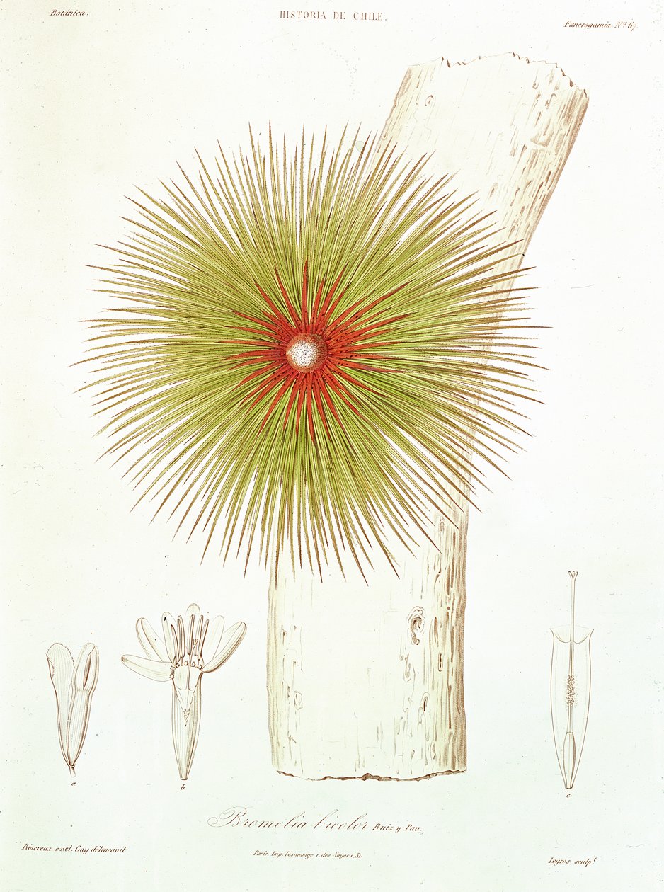 1854年，克劳迪奥·盖伊（Claudio Gay）在安第斯山脉（Andes）发现的凤梨科（Bromelia），来自&39;Historia de Chile&39; 作者 法语学校