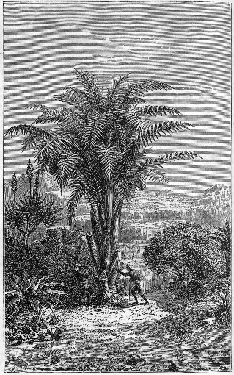 A Gagouier from Guinee is a palm tree of the tribe of the calamees. It is indispensable to life because it gives Africans bread and wine. Engraving in “” le journal de la jeunesse”” 作者 法语学校