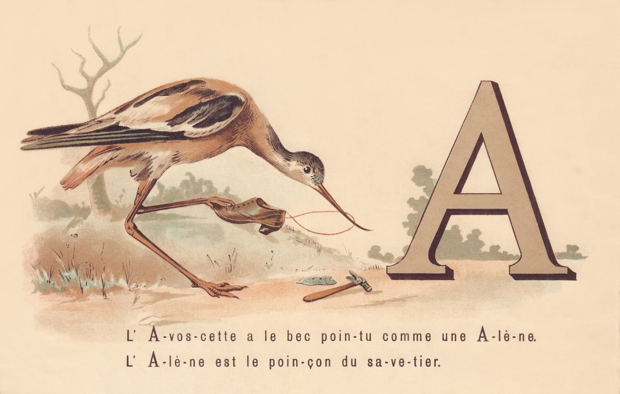 答：L&39;Avoscette具有像Alene一样的尖嘴Alene是保存等级的标志 作者 法语学校